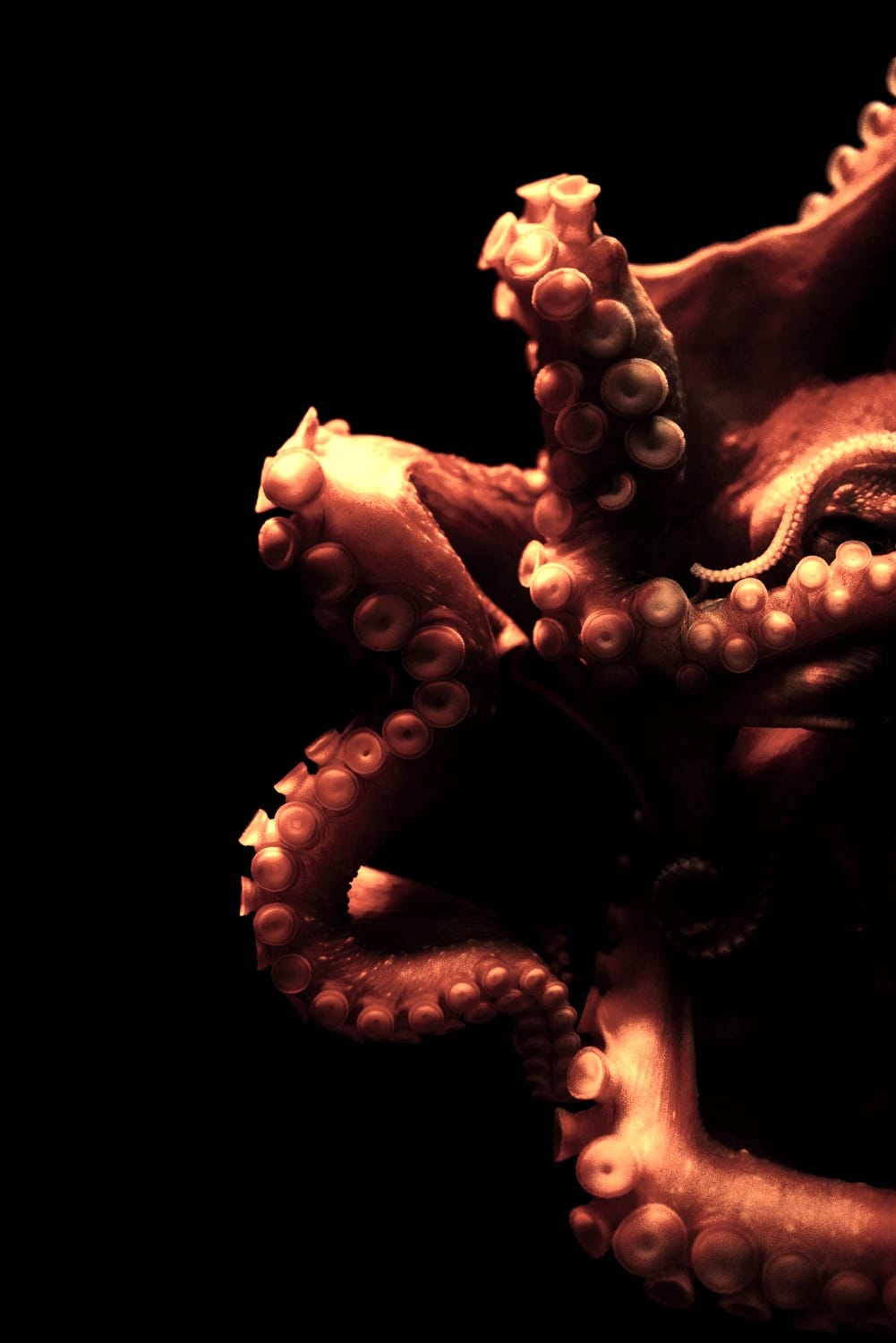 shallow focus photography of octopus