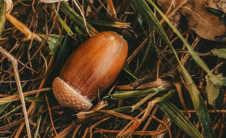 Acorn25 - Reclaiming the Cloud